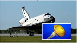 Oficialii NASA au trimis peste 2.000 de pui de meduze în spațiu. Zeci de mii s-au întors pe Pământ