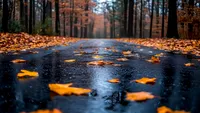 Alerte meteo pentru mai multe regiuni din România. Unde sunt prognozate ploi, vânt puternic și ninsoare