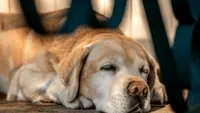 De ce câinele tău doarme mereu cu fața spre ușă. Explicația medicului veterinar / Poziția de somn trădează mii de ani de evoluție și legătura cu stăpânul