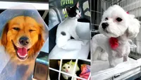 EXCLUSIV Animalele de companie au propriul taxi confortabil. Care este povestea Pet Travel, dedicat câinilor și pisicilor: „Fiecare transport este special, adaptat în funcție de nevoile fiecărui blănos” / Servicii și tarife percepute (FOTO + VIDEO)
