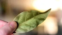 De ce e bine să pui o frunză de dafin la ușa casei, în luna decembrie? Ce semnificație are, de fapt
