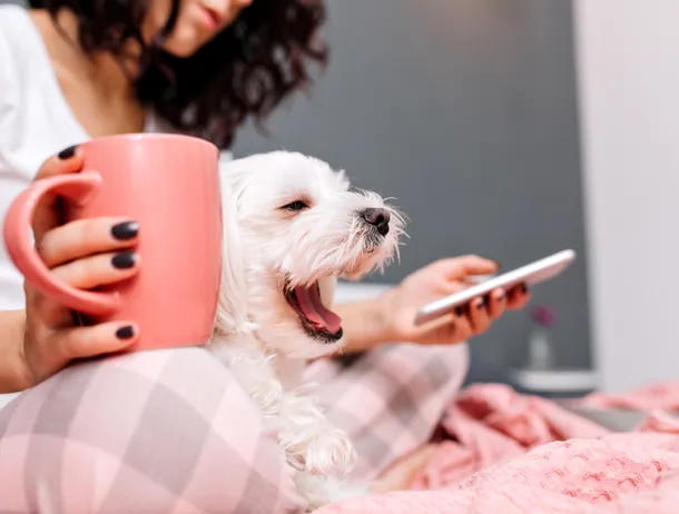 Pericolul ascuns din spatele trucurilor de pe TikTok: De ce sfaturile online pot fi fatale pentru animalele de companie