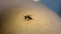 Alertă INSP: 58 de cazuri de West Nile raportate în România în această vară. Trei persoane au murit