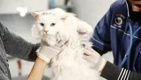 Viitor fără durere pentru animale: Ontario ia în vizor operațiile cosmetice controversate / Se pregătește interzicerea tăierii ghearelor pisicilor și a modificării lătratului câinilor