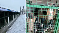 Cum arată o zi de iarnă în adăposturile de câini. Îngrijitorii depun eforturi mari pentru ca animalele abandonate să nu înghețe în padocuri: „Avem nevoie de aeroterme, pături, conserve, recompense”