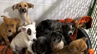 12 câini abandonați în ger, salvați la limită de ASPA. Scoase cu forța din apartament, bătute și lăsate pe domeniul public, animalele au ajuns de urgență în adăpost: „Câinii nu cad din cer” (FOTO)