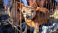 50 de câini au fost salvați dintr-o dubiță înghesuită și mizeră: Femeia acuzată de abuz se consideră „salvatoare de animale” (FOTO)