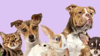 Limită pentru animalele de companie la bloc. Primăria sau asociația de proprietari poate stabili câte animale au voie în apartament