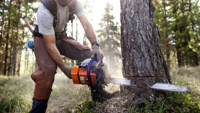 Un bărbat care s-a apucat să taie un copac cu drujba a avut parte de o sperietură