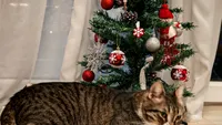 Jessy, pisica Primăriei Sectorului 6, are brad de Crăciun. Instituția l-a împodobit special pentru ea. Internauții, impresionați de gestul angajaților: „Dovadă de multă compasiune pentru animale!”