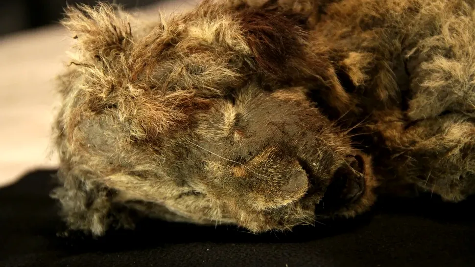 Acest leu de peșteră a fost descoperit în permafrostul siberian. Oamenii de știință i-au analizat ADN-ul și au făcut o descoperire neașteptată