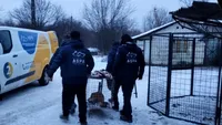 ASPA: 76 de câini ridicaţi într-o săptămână, dintre care 40 de pui. 8 câini, capturaţi cu ajutorul ţarcului capcană (FOTO)