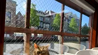 Barca cu pisici, locul inedit din Amsterdam unde trăiesc zeci de feline: Când poate fi vizitat adăpostul plutitor De Poezenboot (VIDEO)