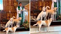 Moment inedit: Un cor de căței adoptați de biserică acompaniază preotul în timpul unei slujbe (VIDEO)