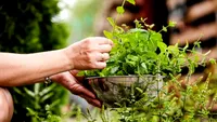 Plantele care pot fi toxice sau chiar fatale pentru câini. La ce să fiți atenți
