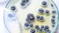 O ciupercă periculoasă, rezistentă la medicamente, se răspândește rapid în spitale. Poate provoca infecții grave