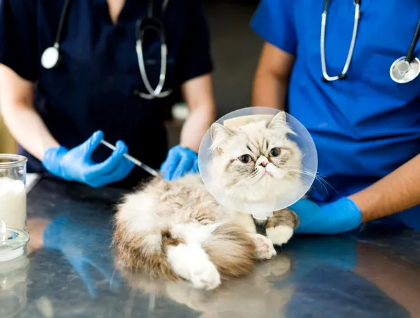 Amendă GDPR pentru un spital veterinar: Ce sancțiune a primit după refuzul de a preda înregistrările audio și video către o clientă
