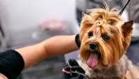 VIDEO EXCLUSIV | Saloanele de înfrumusețare pentru animalele de companie, pline de sărbători! Programări pe bandă rulantă pentru căței, pisici sau… iepurași: „Avem solicitări pentru tunsori, spălări și chiar și vopsiri”