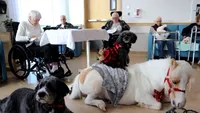 Pascal este un animal de terapie neobișnuit. Poneiul dansează, face plecăciuni și vindecă singurătatea bătrânilor din cămine