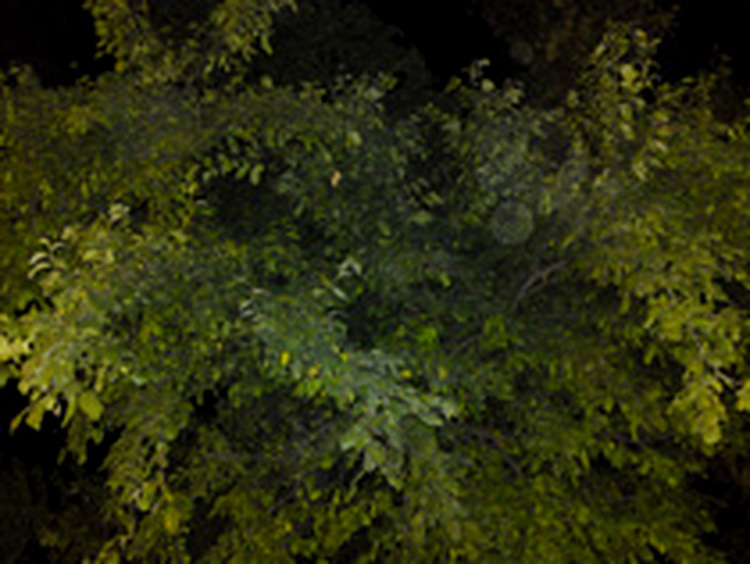 Sony Ericsson C905 - photo sample