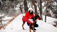 Veterinarii explică: cum știi când este prea frig pentru câinele tău