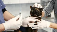 De ce este periculos să nu îți vaccinezi animalul de companie: Avertismentul unui medic veterinar