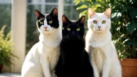 Malta devine capitala iubitorilor de pisici: Show internațional organizat de Royal Cat Society