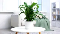 Planta pe care să o pui în dormitor în această toamnă. Poate fi de ajutor când ai prea multă umezeală în casă