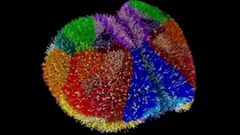 Fugaku, supercomputerul care a simulat cortexul șoarecelui