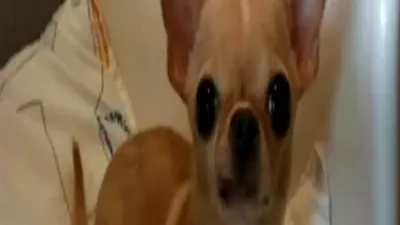 Telefonul tău Samsung are o poză secretă cu un câine Chihuahua