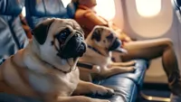 Air India schimbă regulile jocului: Pasagerii pot zbura acum alături de animalul de companie, fără stres