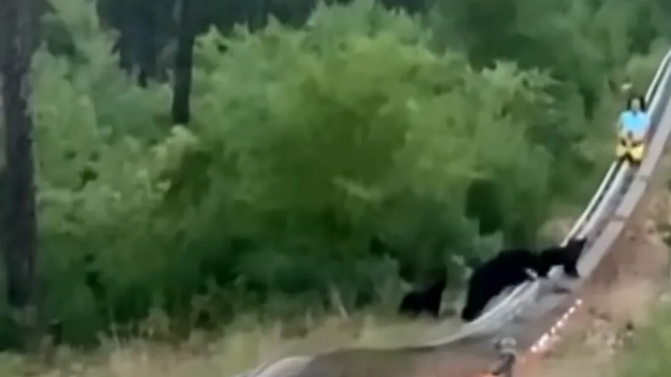 VIDEO: Momentul când o familie de urși intră pe traseul unui mountain coaster