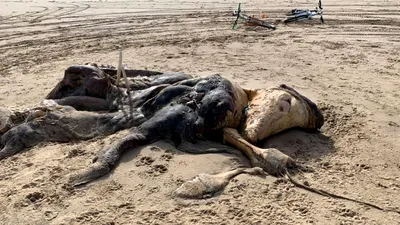FOTO: O creatură misterioasă a fost găsită pe o plajă din Marea Britanie