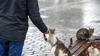 Este legal să hrănești pisicile fără stăpân pe stradă? Află ce este permis și cum le poți proteja eficient (FOTO)