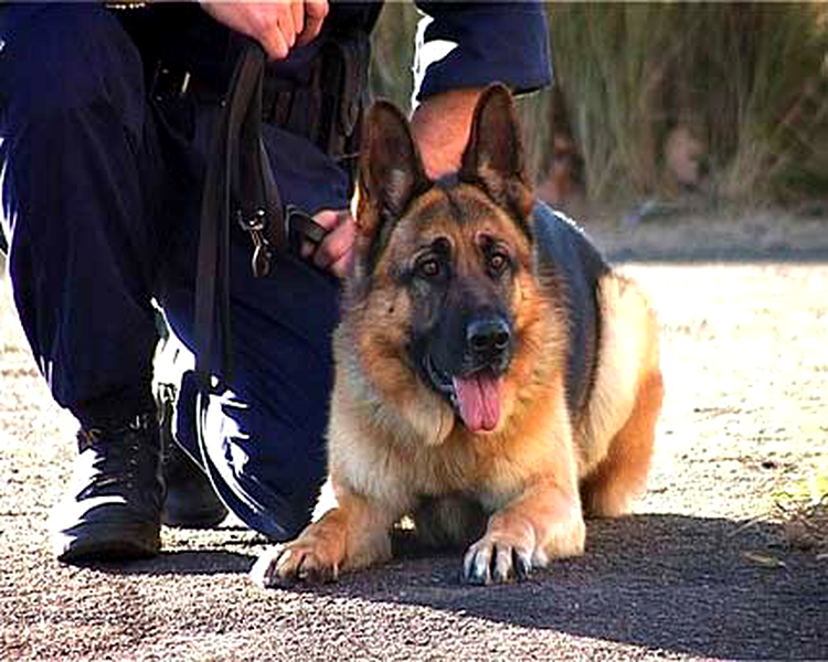 police dog