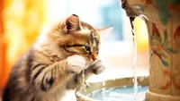 Pisica ta bea prea puțină apă? Soluția simplă pentru hidratare și sănătatea tractului urinar