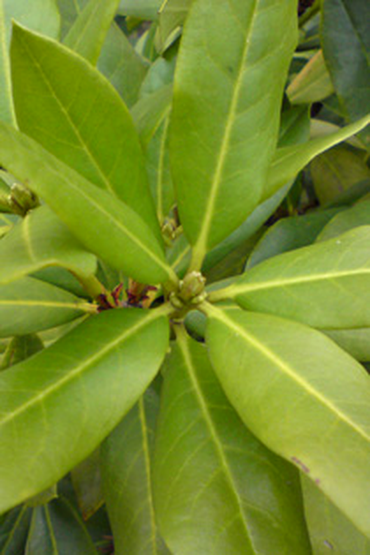 Sony Ericsson W902 Photo Sample