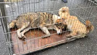 Misiune de salvare în Gorj: 11 câini au fost recuperați de pe stradă, după ce stăpânul a murit (FOTO)