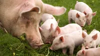 Reguli noi pentru proprietarii de porci din România. Animalele și vehiculele pot fi confiscate. Ce prevede legea