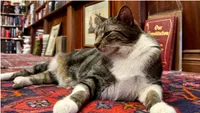 Viralul zilei | O bibliotecă are cel mai simpatic supraveghetor: motanul Peter încasează banii, verifică rafturile și se odihnește printre cărți (VIDEO)