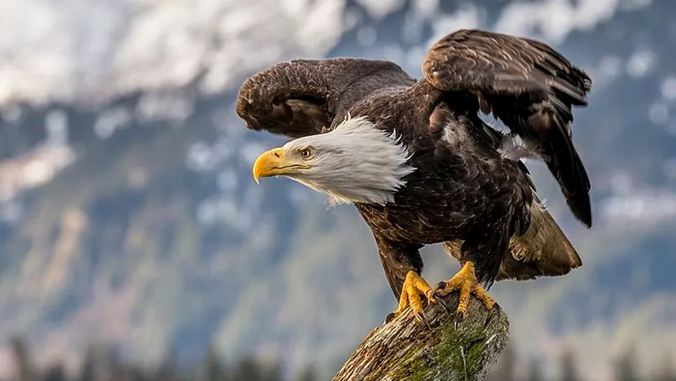 Un vultur a doborât o dronă de 950 de dolari