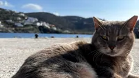 Iubești pisicile? Iată cum poți fi mereu în preajma lor și să ai parte și de o vacanță de vis: Paradisul pisicilor din Grecia, locul unde poți sta gratis dacă ai grijă de ele / Totul despre programul Syros Cats (FOTO)
