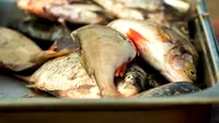 Pești care sunt periculoși pentru organism! Se găsesc și în supemarketurile din România! Medicii nu recomandă consumul lor