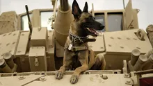 Proiectul Warhound: Cum vor fondatorii Colossal și Anduril să creeze „super-câini” militari prin clonare și editare genetică