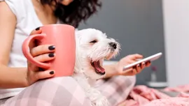 Pericolul ascuns din spatele trucurilor de pe TikTok: De ce sfaturile online pot fi fatale pentru animalele de companie