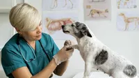 ANSVSA impune reguli mult mai dure pentru medicamentele stupefiante și psihotrope folosite în medicina veterinară. În premieră, cabinetele veterinare pot cumpăra anumite preparate de uz uman din farmacii comunitare, în anumite condiții – DOCUMENT