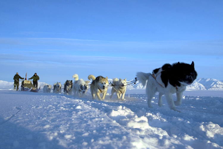 militari danezi in patrula cu sania trasa de caini in groenlanda