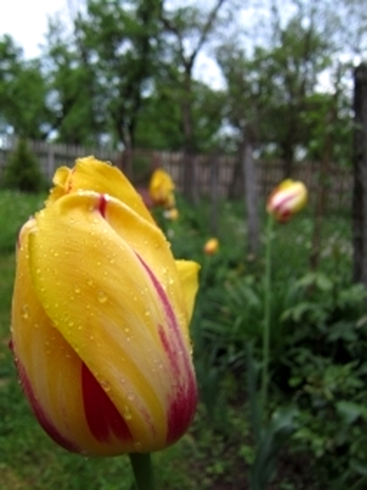 Macro, ISO 100, F2.0