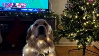 Viralul zilei | Cel mai adorabil decor de Crăciun” nu e un glob sau un brad: cățelul care a cucerit internetul cu luminițele lui (VIDEO)