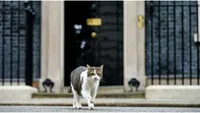 Larry lovește din nou: motanul guvernului britanic, la un pas să provoace un accident diplomatic (FOTO)